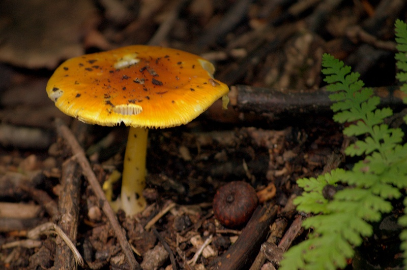 yellow_mushroom