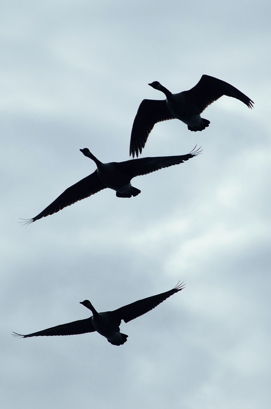 Geese_silhouette