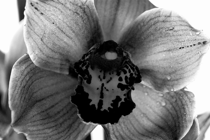 orchid b&W