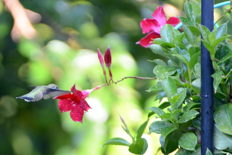 Hummingbird at flower