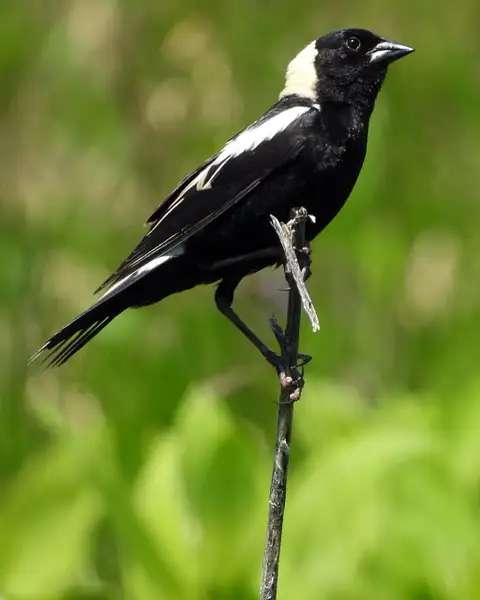 bird on twig by Heather Liolios