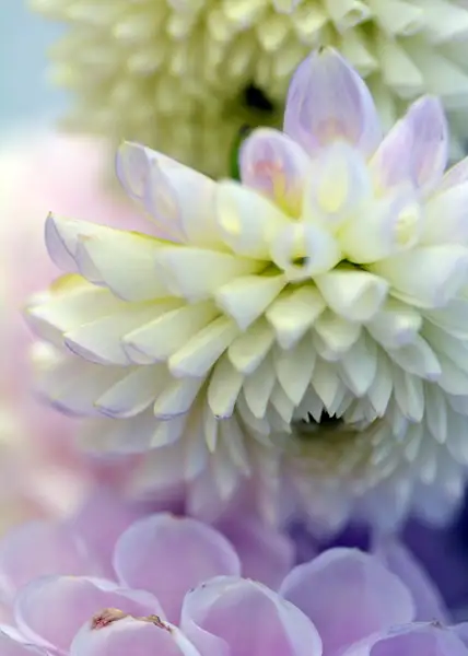White & purple dahlias by Heather Liolios