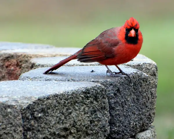 Cardinal on fire pit by Heather Liolios