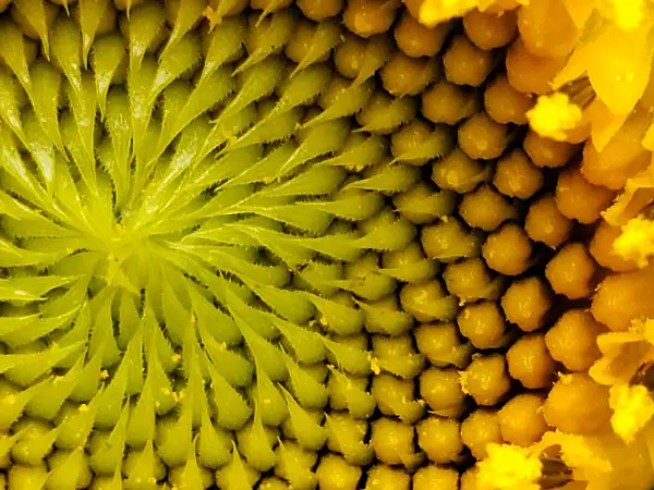 Sunflower by Heather Liolios
