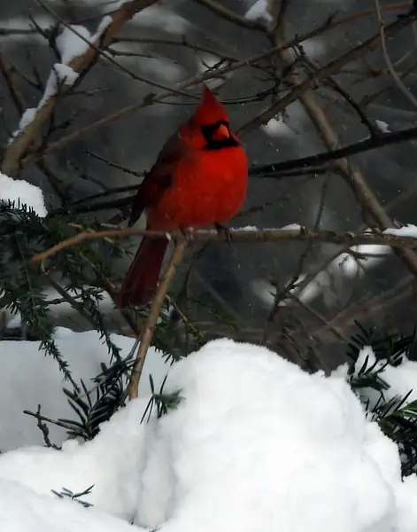 Male cardinal in winter by Heather Liolios