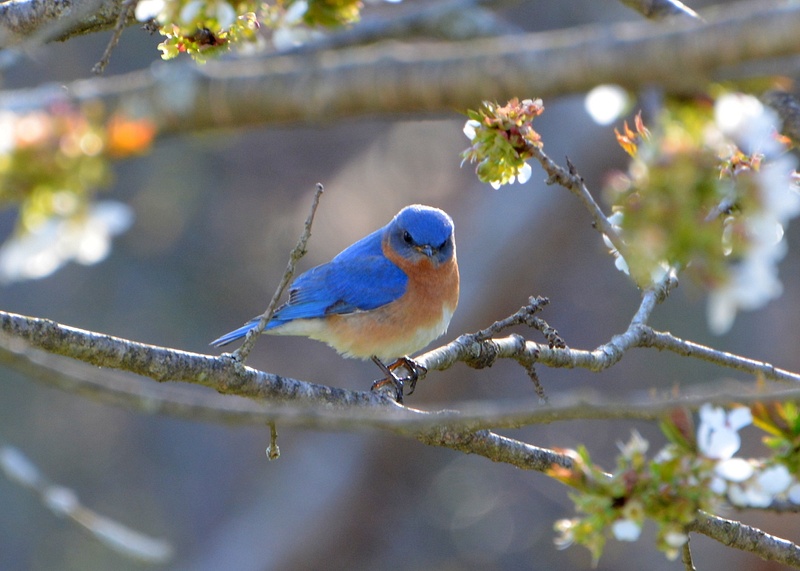 Male bluebird in cherry tree