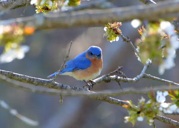 Male bluebird in cherry tree by Heather Liolios