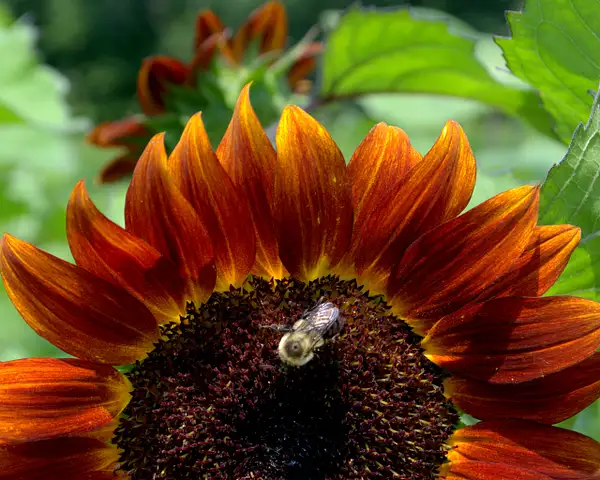 Sunflower with bee by Heather Liolios