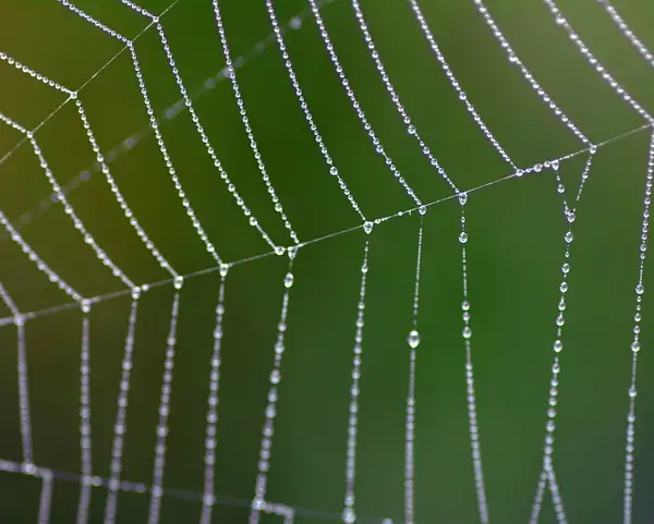 Dew on web by Heather Liolios