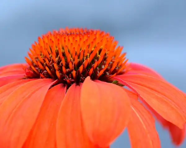 Red coneflower by Heather Liolios