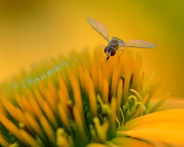 Yellow coneflower with tiny bee by Heather Liolios