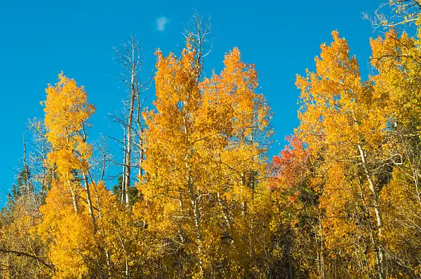 East Side Aspens - October 2018 by Ski3pin by Ski3pin