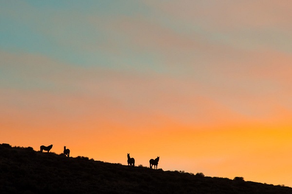 Wild Horses at Sunset - Nevada