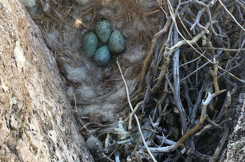 Raven-Eggs-in-Nest-copy