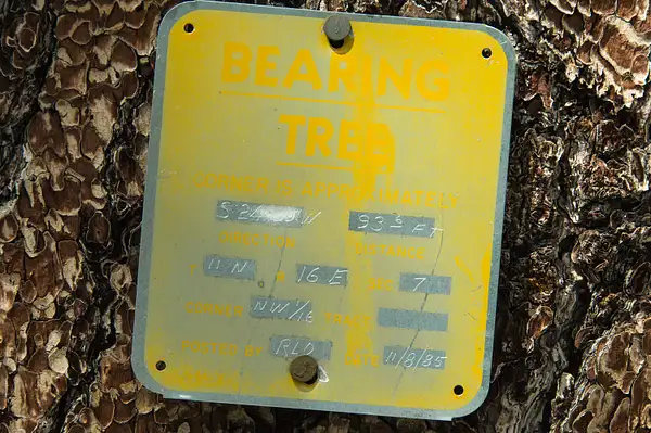 Bearing-Trees-June-2020-011-copy by Ski3pin