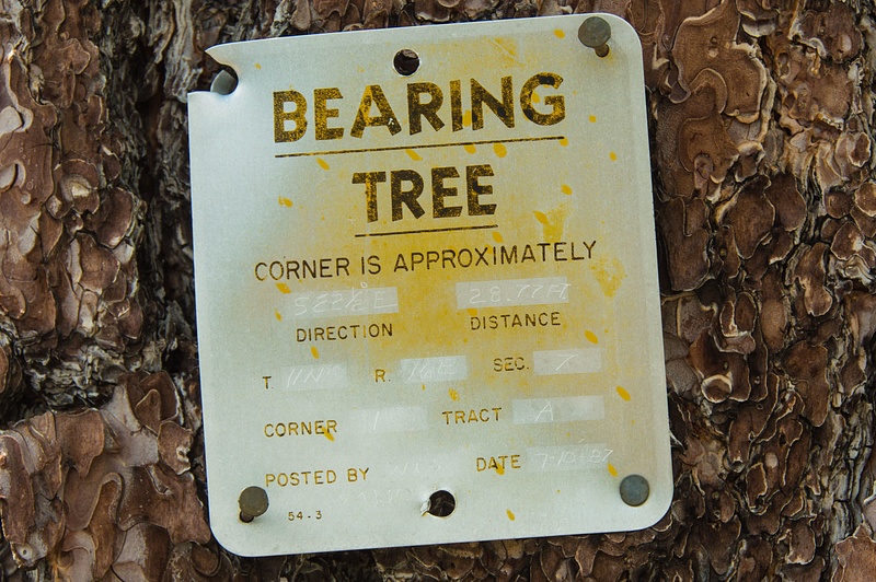 Bearing-Trees-June-2020-014-copy