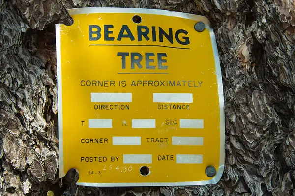 Bearing-Trees-June-2020-018-copy by Ski3pin