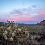Mojave National Preserve – April 2023