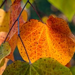 Fall Leaf Marco Lens Test - October 2023