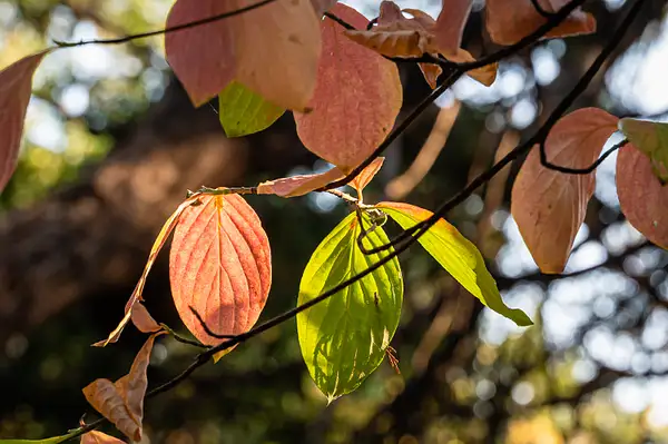 Fall-Leaf-Macro-copy-7 by Ski3pin
