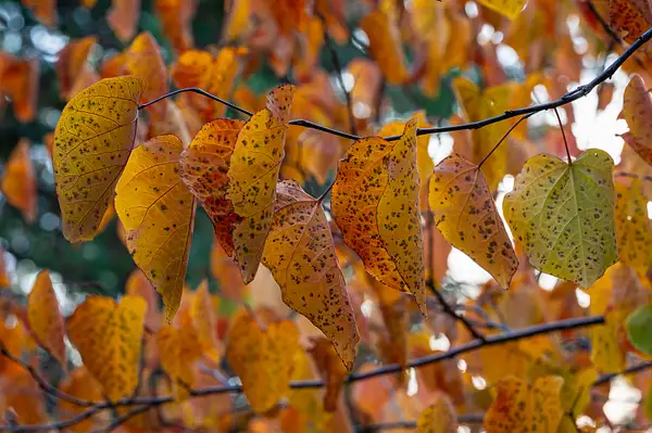 Fall-Leaf-Macro-copy-10 by Ski3pin