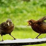 Blackbird and fledgelings