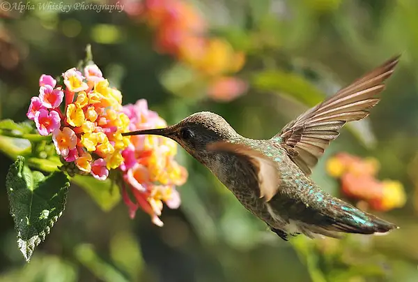 Hummingbirds by Alpha Whiskey Photography by Alpha...
