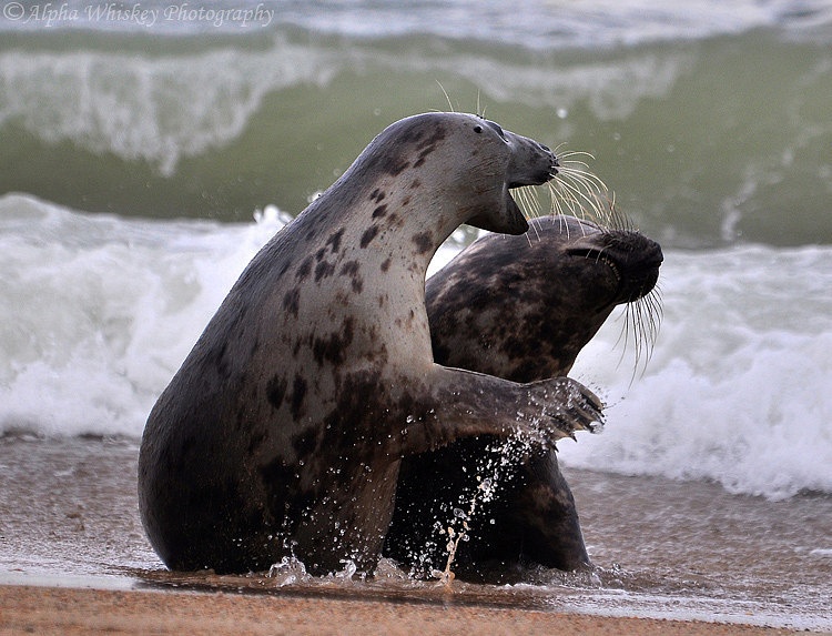 Seals, Norfolk Coast