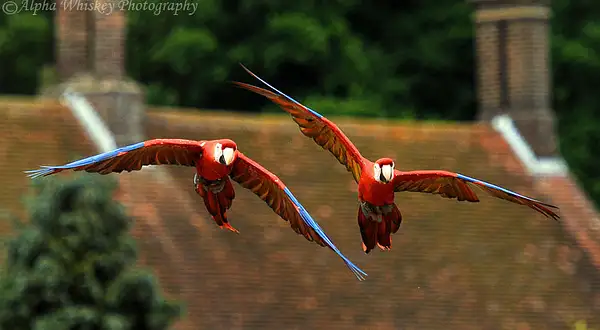 Tandem Flight by Alpha Whiskey Photography