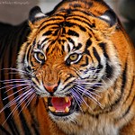 Save The Tigers
