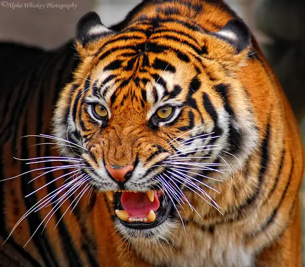 Save The Tigers by Alpha Whiskey Photography