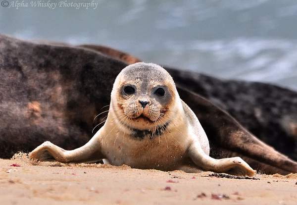 Seals by Alpha Whiskey Photography