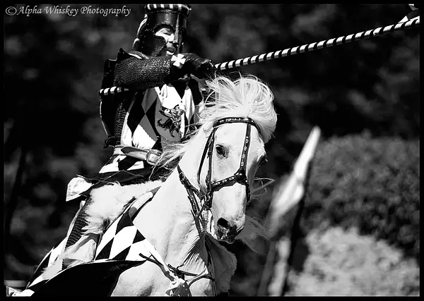 Jouster by Alpha Whiskey Photography