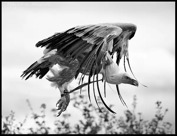 Vulture by Alpha Whiskey Photography