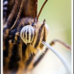 Butterflies Close-Up