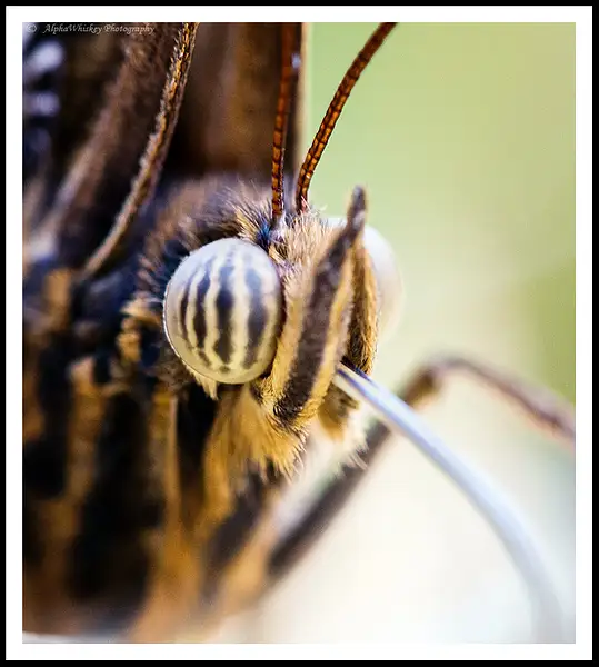 Butterflies Close-Up by Alpha Whiskey Photography