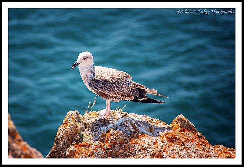 6 Portugal Seagull