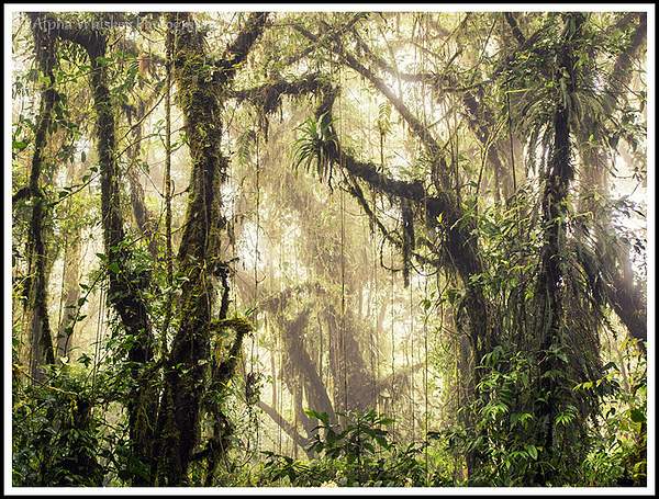 Cloud Forest by Alpha Whiskey Photography