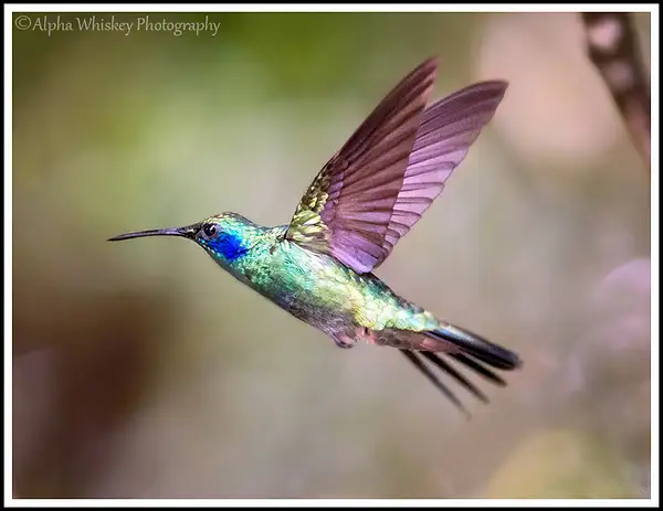 Hummingbird Garden by Alpha Whiskey Photography