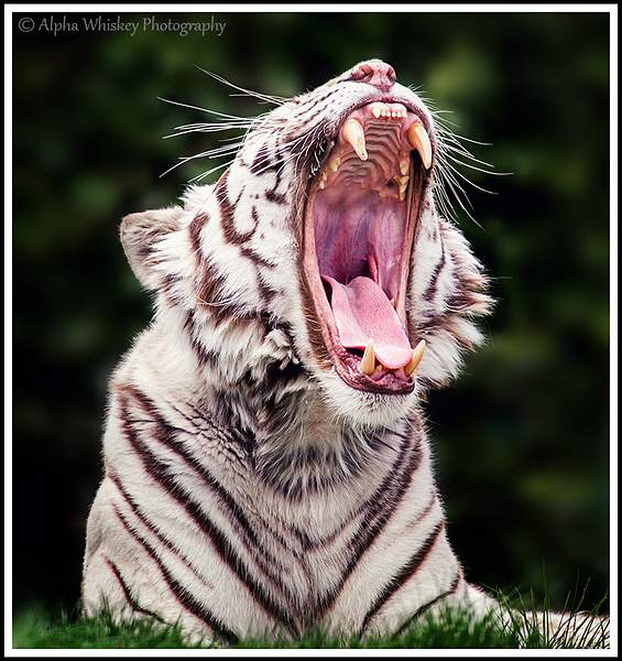 Big Cat Portraits by Alpha Whiskey Photography