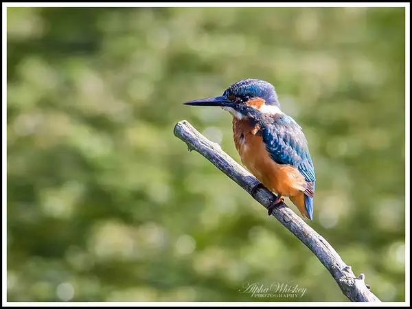 Kingfishers and Dragonflies by Alpha Whiskey Photography