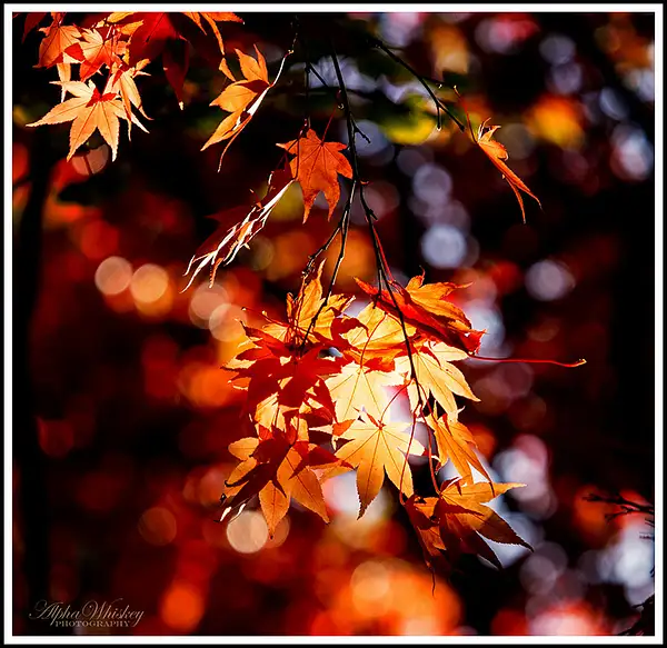 Autumn Colours 2016 by Alpha Whiskey Photography