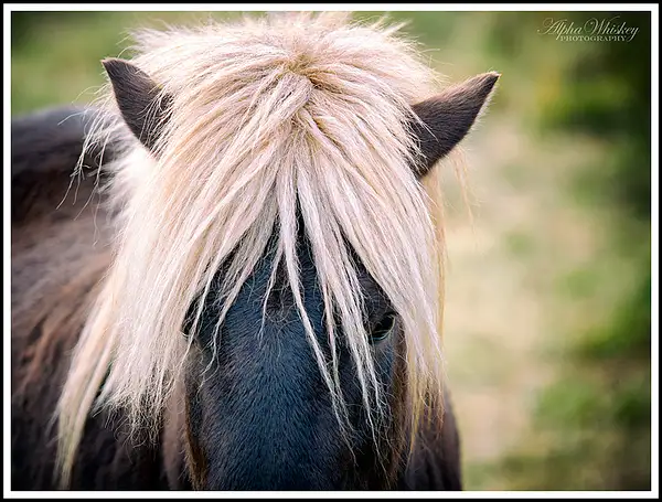 Icelandic Horses by Alpha Whiskey Photography