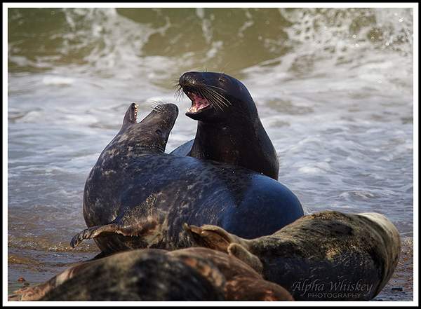 Playful Seals by Alpha Whiskey Photography
