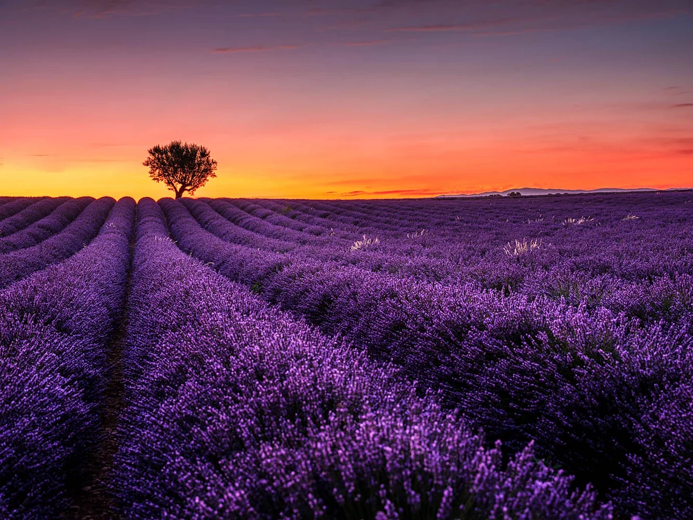 A stunning view of lavender fields in Valensole, Provence, at sunset, featuring vibrant purple blooms and a solitary tree against a colorful sky.