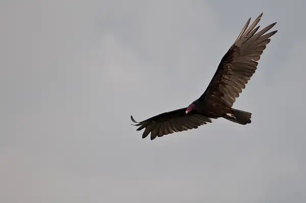 Vulture by Backpacker