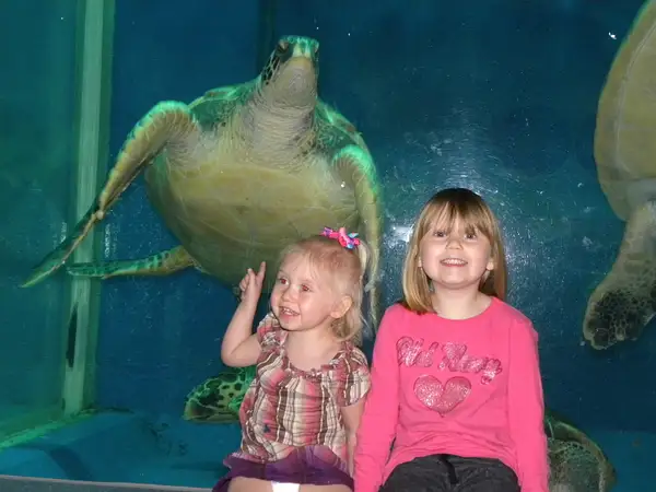 Allison loved the Turtles! by chuckyj360