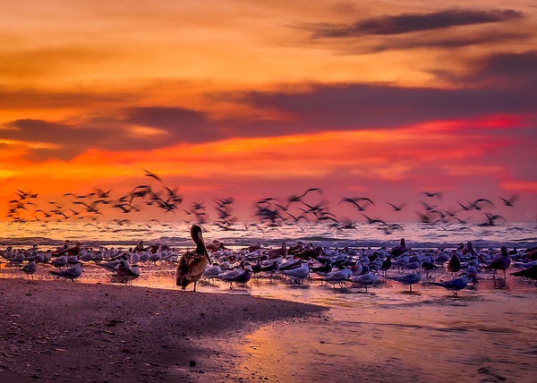 Pelican Watch at Clam Pass Beach - Landscapes - DEE POTTER 