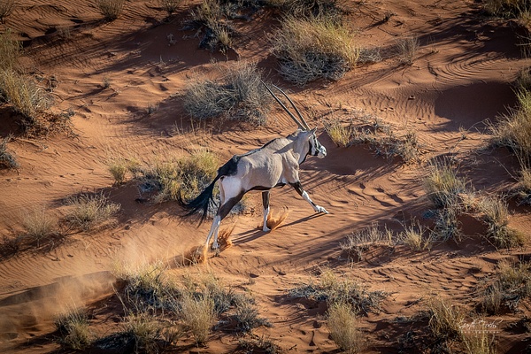 gemsbuck running in Namibian Desert - Wildlife - Garth Fuchs Photography  