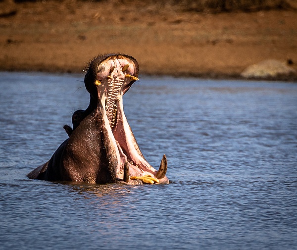 Hippo kruger national park-1 - Wildlife - Garth Fuchs Photography 